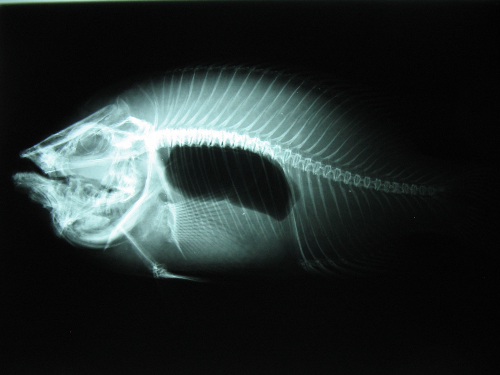 Module One - Fish Anatomy and Physiology
